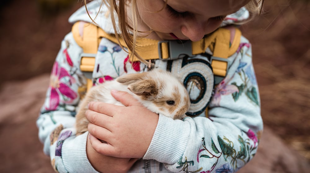 Qual’è l’orario di apertura del recinto di animali?