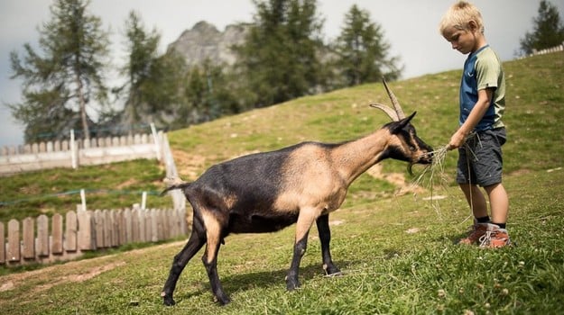 What are the opening hours of the mini-ranch?