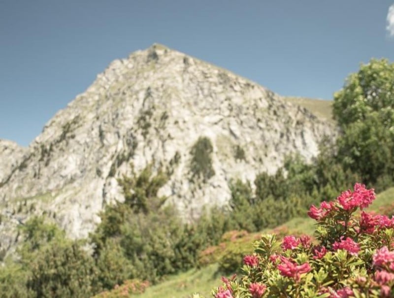 Innamorarsi della <br> rosa alpina