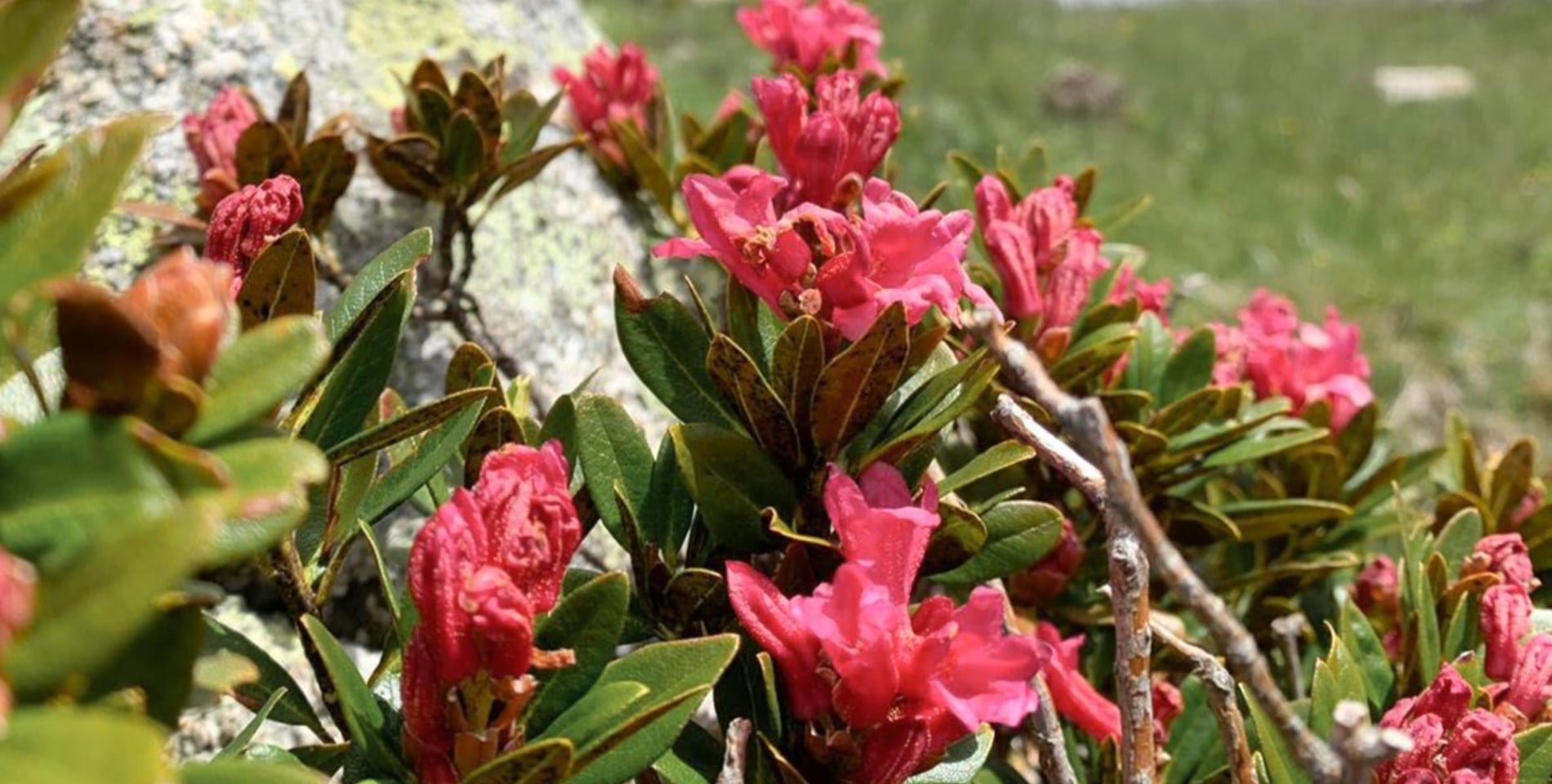 Innamorarsi della <br> rosa alpina