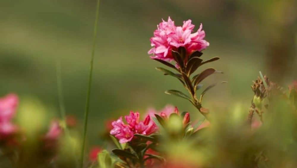 Innamorarsi della <br> rosa alpina