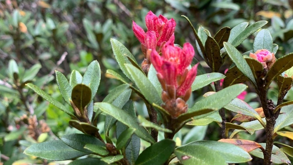 Innamorarsi della <br> rosa alpina