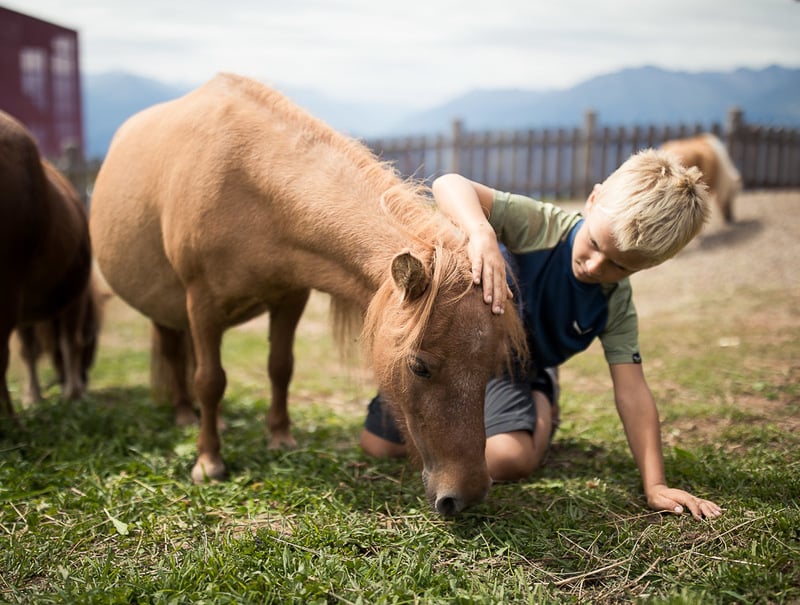 PETTING A PONY AND FEEDING A GOAT