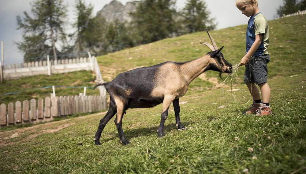 MINI RANCH: <br>UN’ESPERIENZA IMPERDIBILE