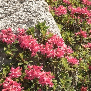 Alpenrosen