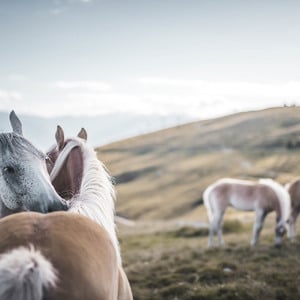 Haflinger Pferde